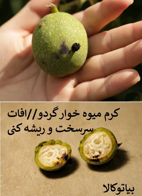 افات درخت گردو 0کرم میوه خوار)
